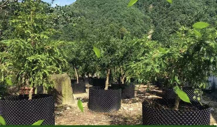 Fruit tree propagation