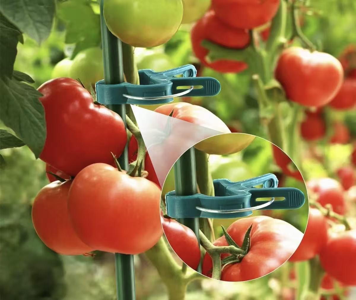 Plastic Plant Clips for Tomato for support - Image 4