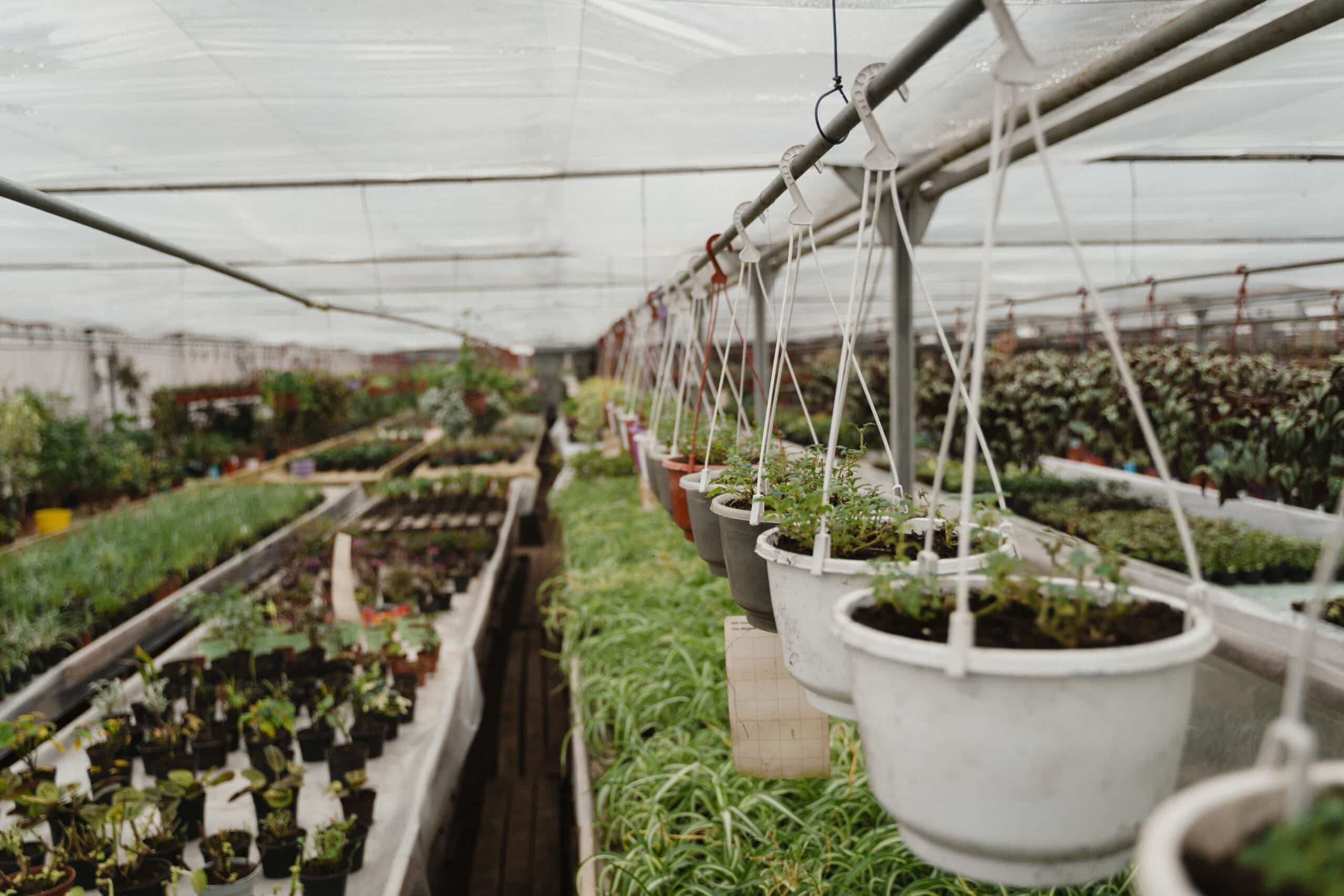 Vibrant greenhouse interior with rows of hanging and potted plants showcasing lush greenery.