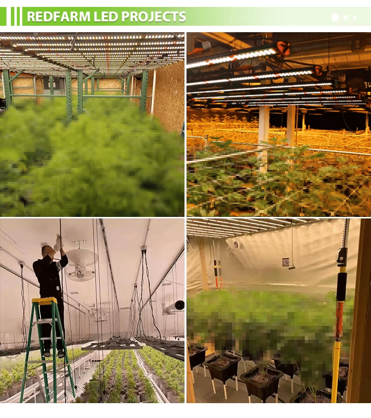 led grow lighting application