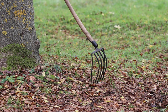 gardening equipment, rake, fork, fall, leaves, nature, gardening, working device, gardeners