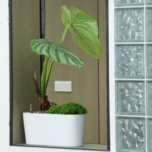 Self-Watering Planter